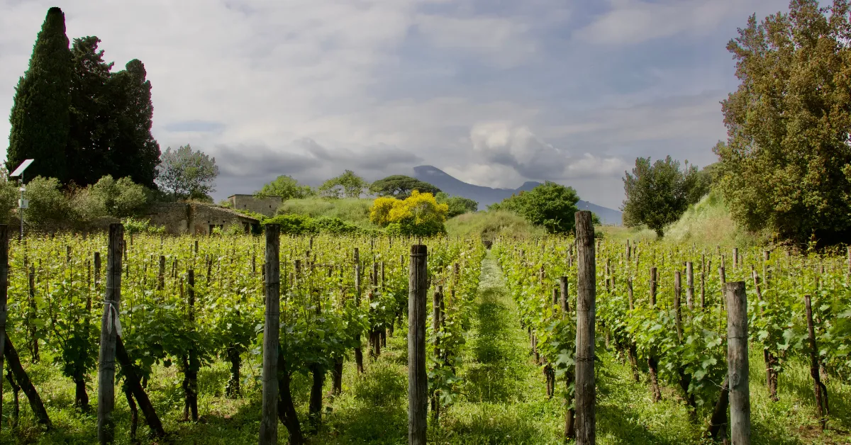 Pompeii Vineyards