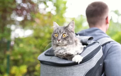 Buying Guide: Best Cat Backpack For Hiking