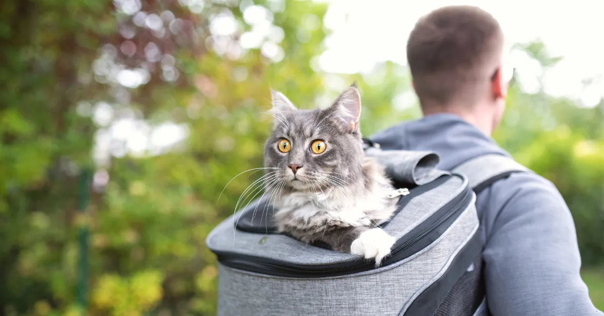 cat inside a cat backpack for hikikng