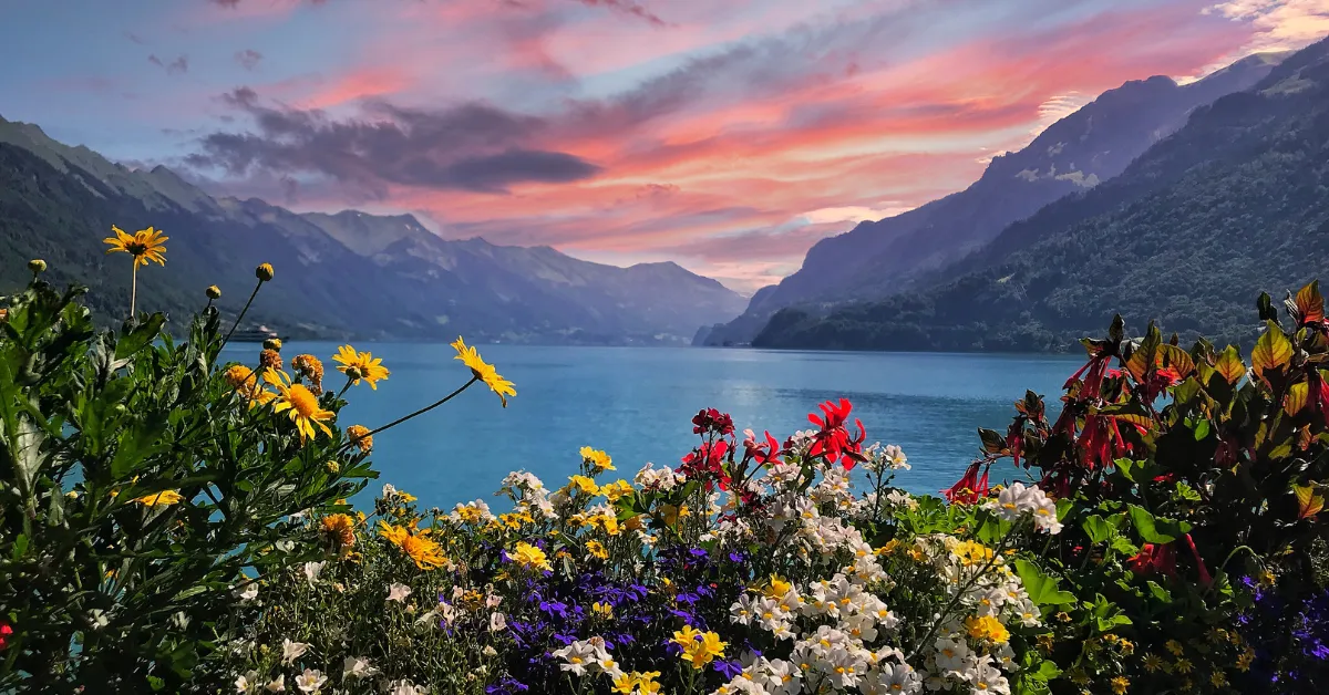 interlaken sunset over mountains with wildflowers