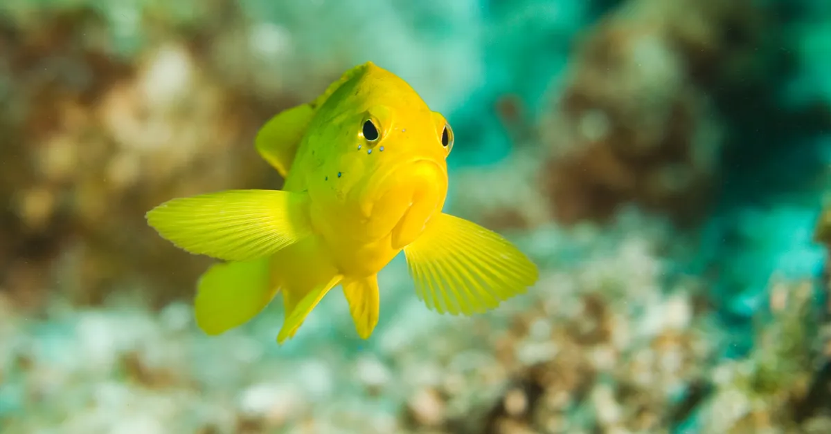 snorkeling in Cozumel