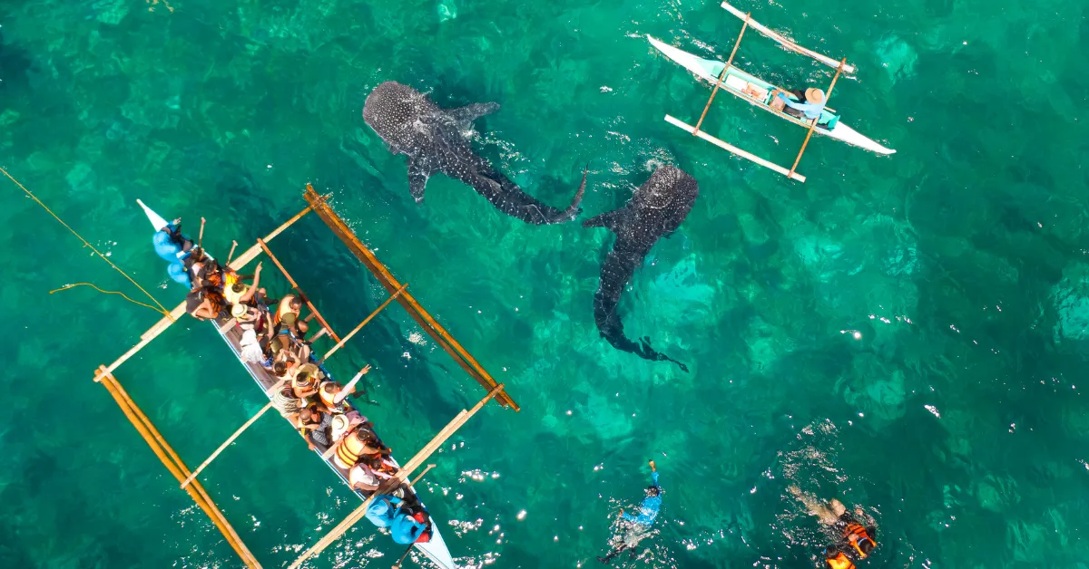 swimming with whale sharks in isla holbox