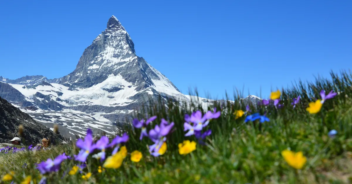 gornergrat wildflowers