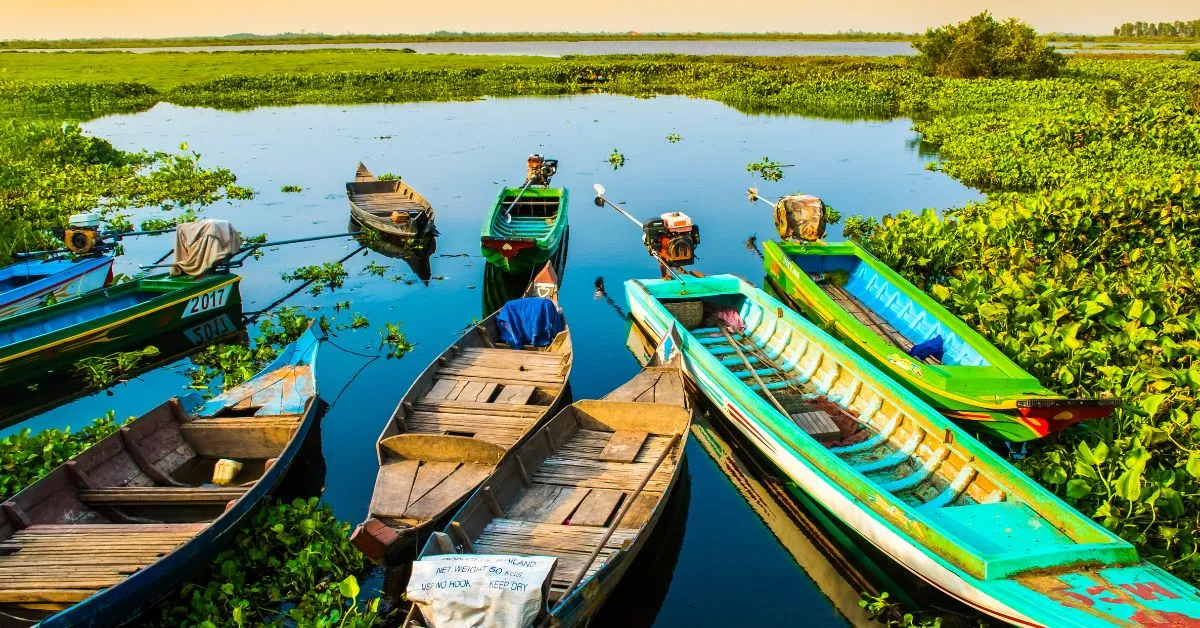 Lotus Farm, Cambodia