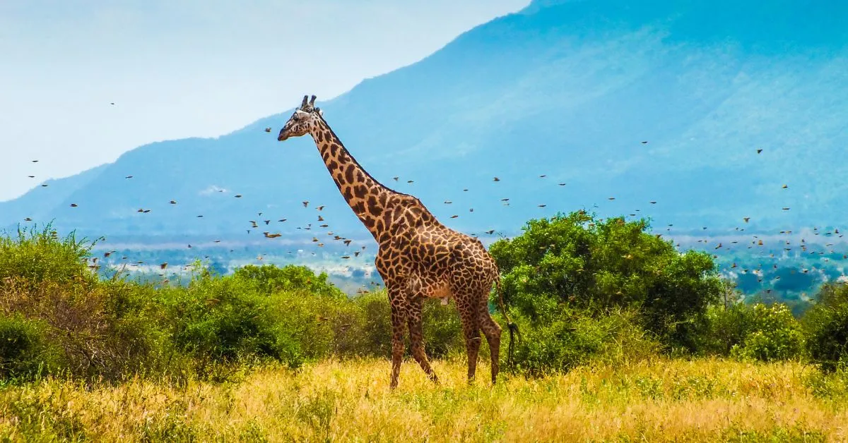 Kenyan safari, Africa