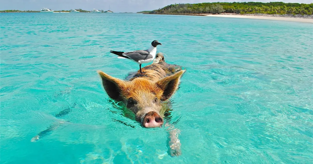 Pig swimming in the Bahamas