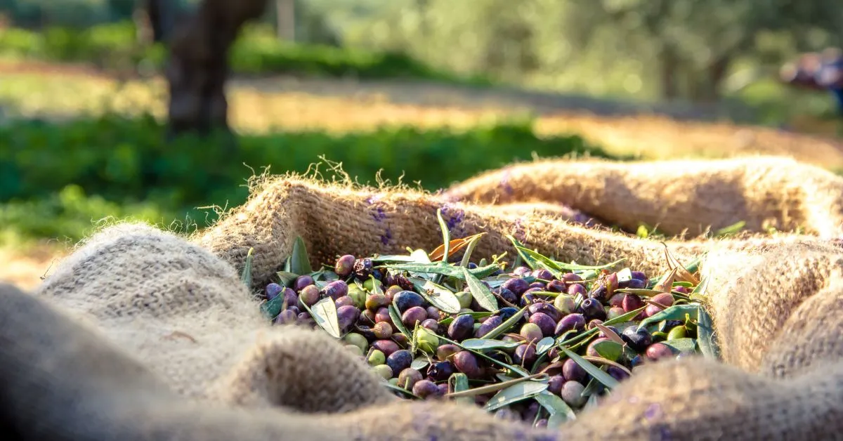 fresh picked olives in sack