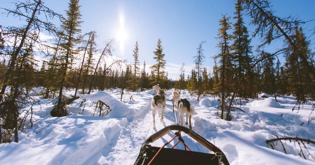 Dog sledding in the snow, Banff, Canada