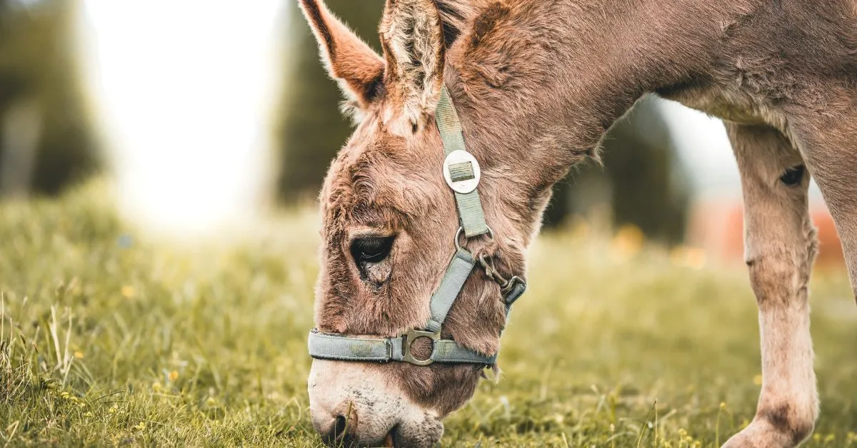 Donkey rescue, Corfu island, Greece