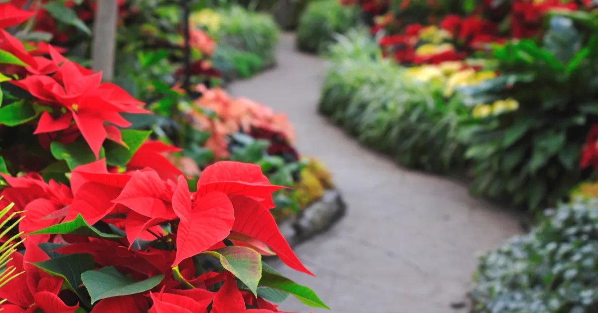 poinsettia in Christmas garden