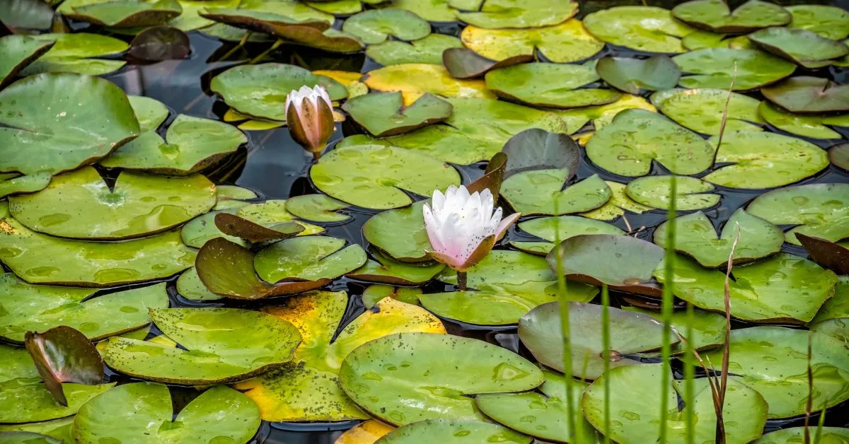 Botanic Gardens, Berlin, Germany