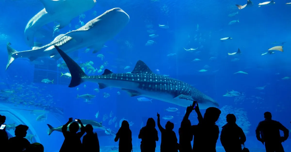 Cairns Aquarium, Cairns, Australia