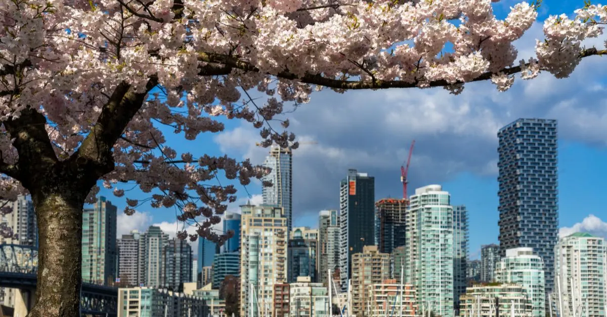 Cherry Blossoms in Vancouver, Canada