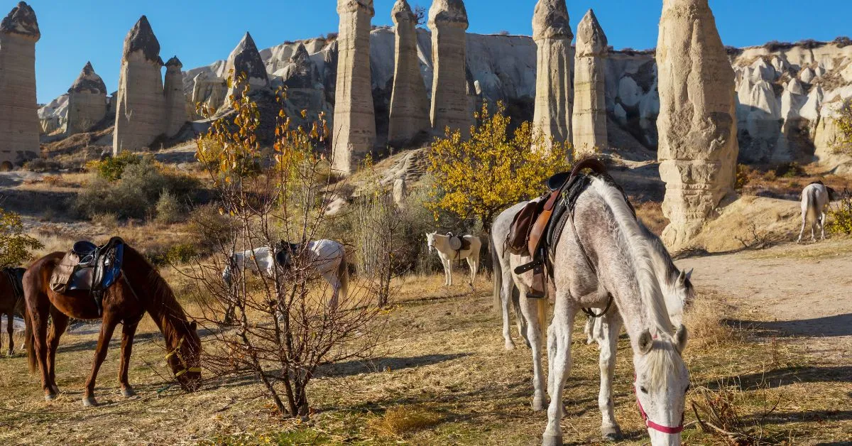 Horses, Cappadocia in Turkey