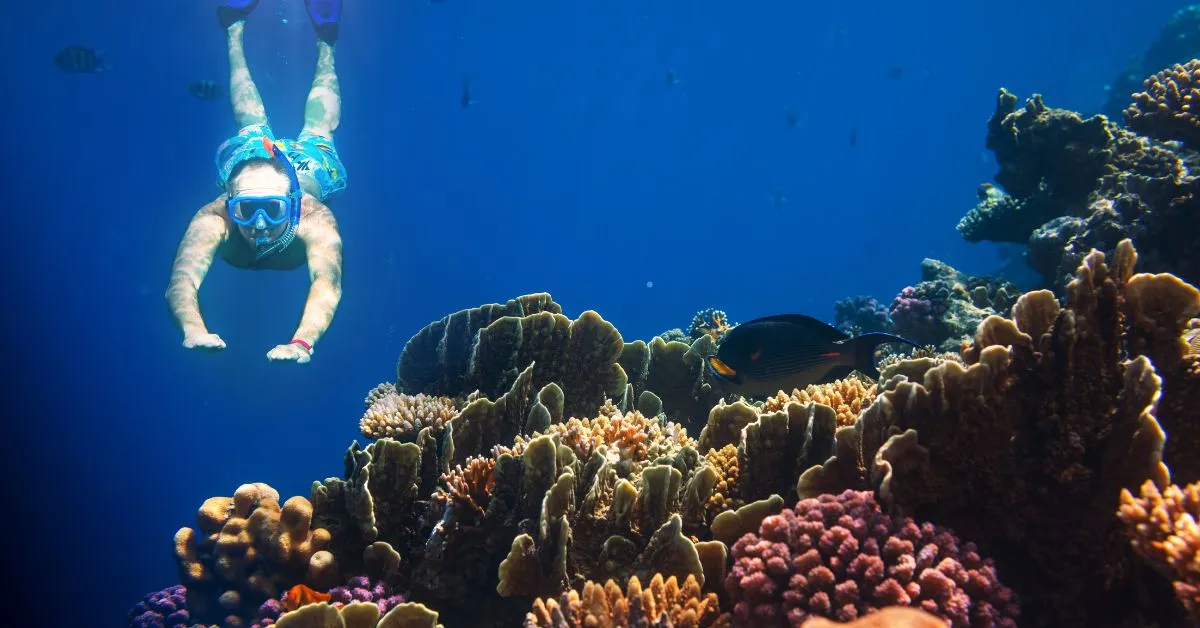 Snorkelling in the Great Barrier Reef, Cairns, Australia