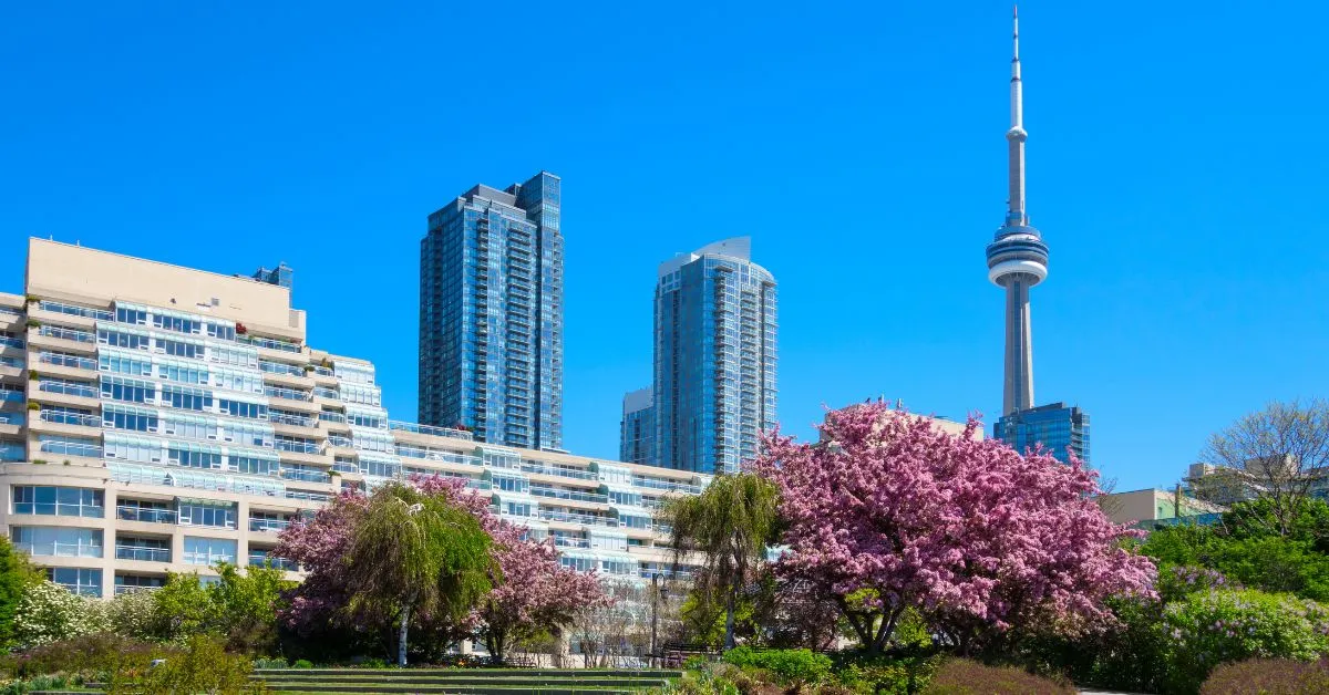 Toronto cherry blossoms, Canada