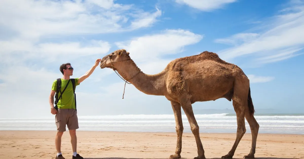 Tourist with camel in Morocco