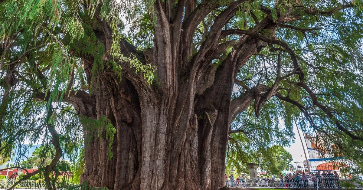 Tree of Tule, Oaxaca, Mexico