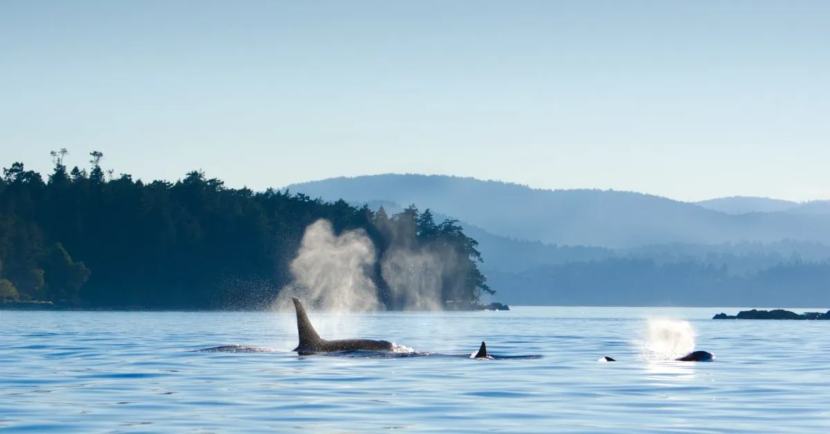 Whale spotting in Vancouver, Canada