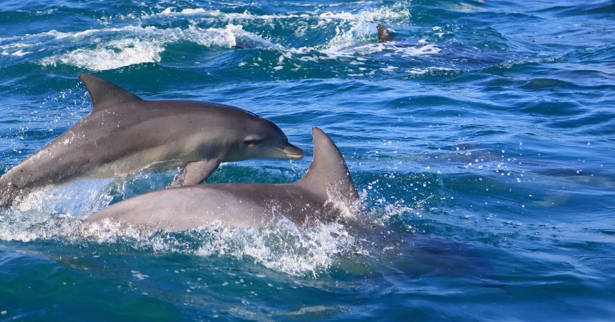 Wild dolphins, Perth, Australia