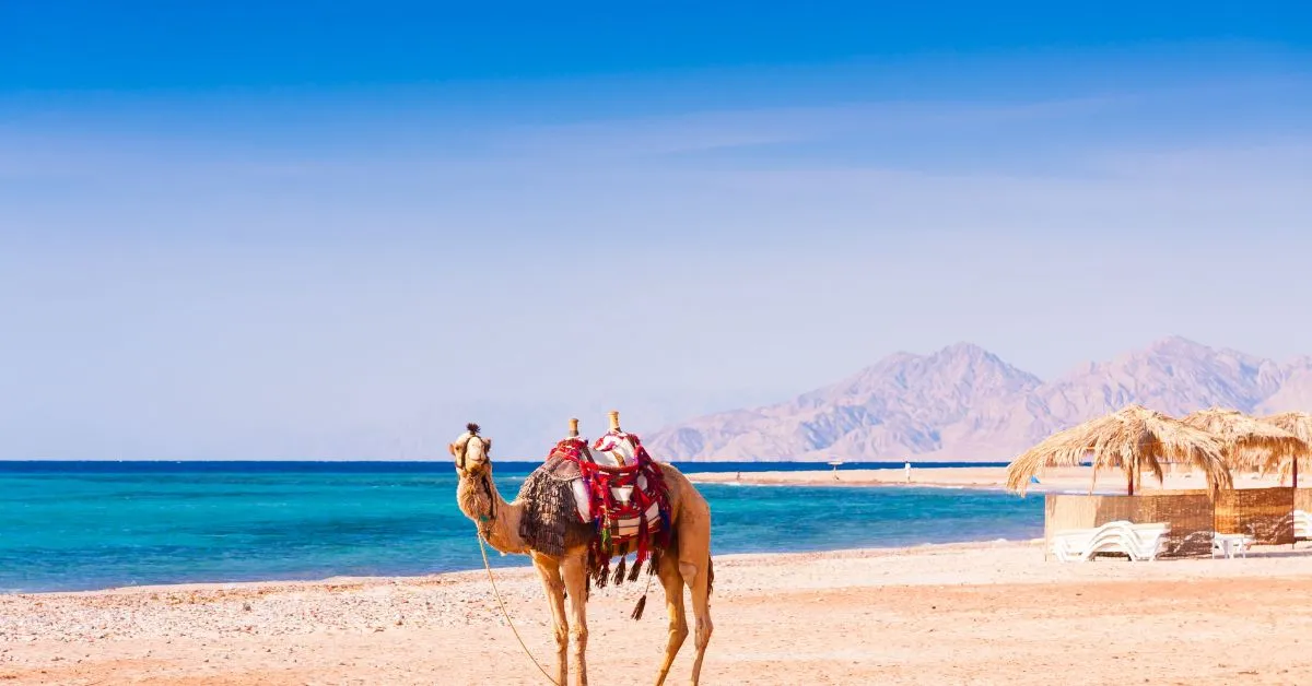 Camel in Egypt