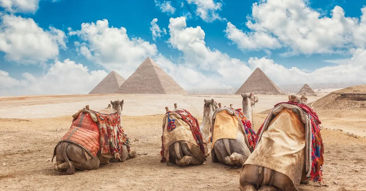 Camels in Egypt