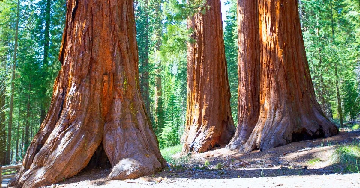 Giant sequoias at Mariposa Grove, Yosemite Valley
