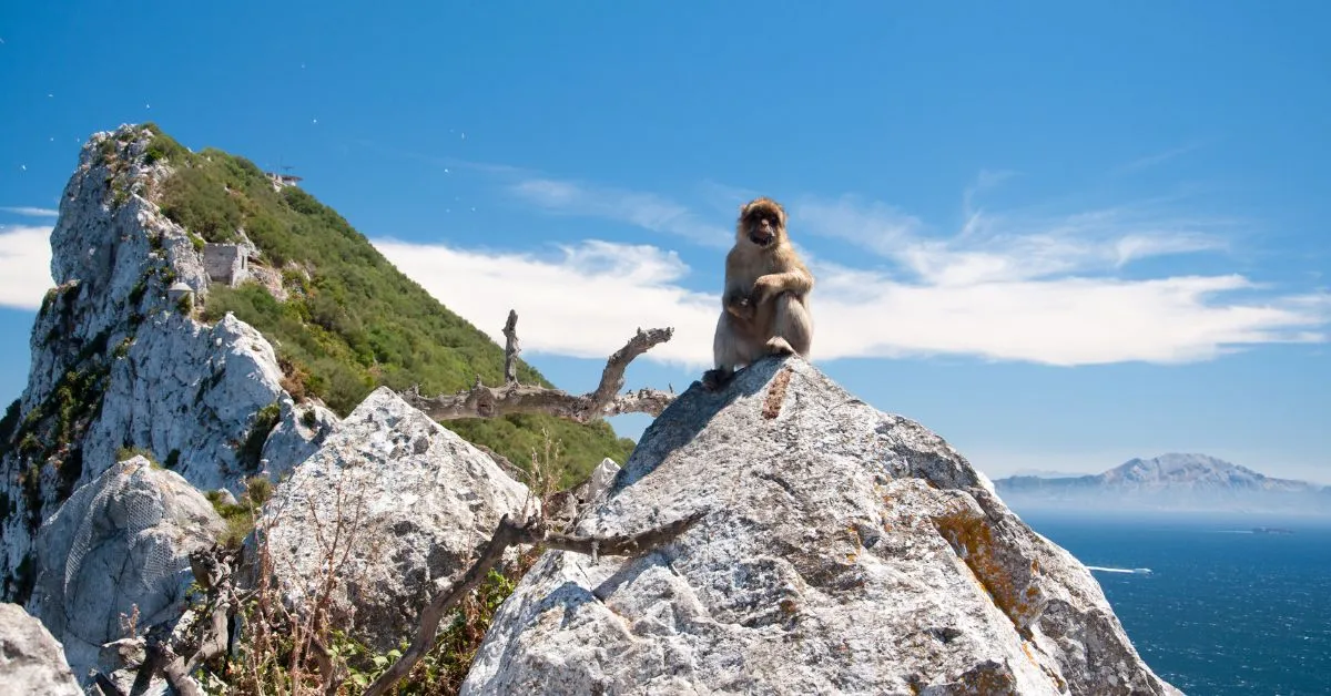 Monkey on The Rock Of Gibraltar