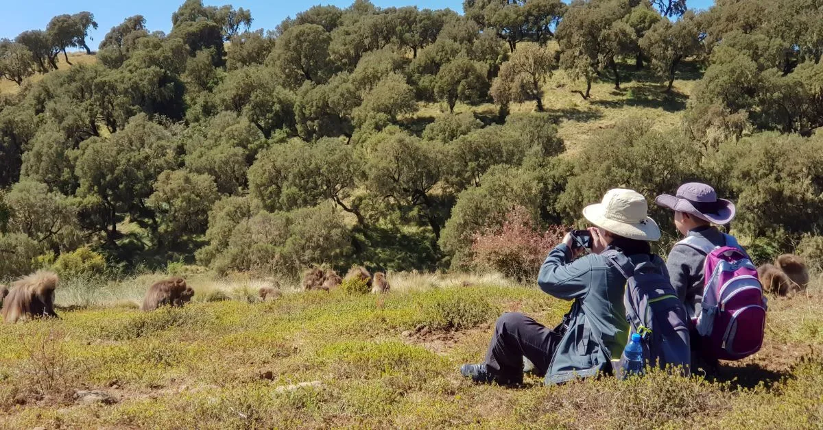 Tourists photographing baboons, Ethiopia, Africa