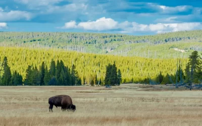 How Many Days In Yellowstone Is Enough?