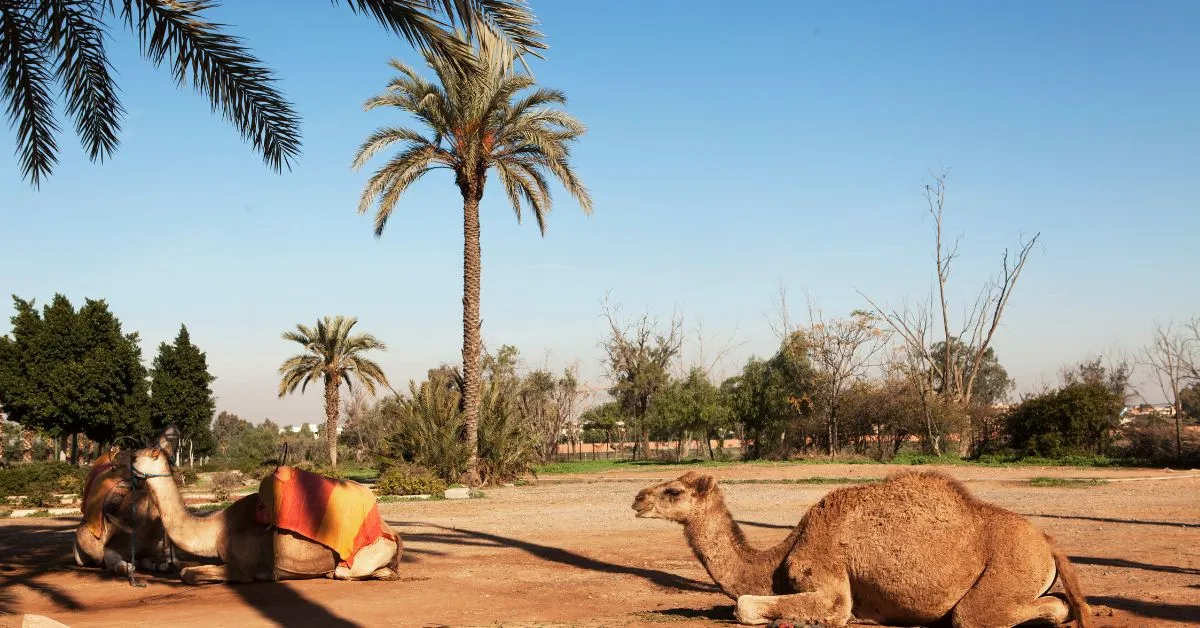 Camels in Marrakesh